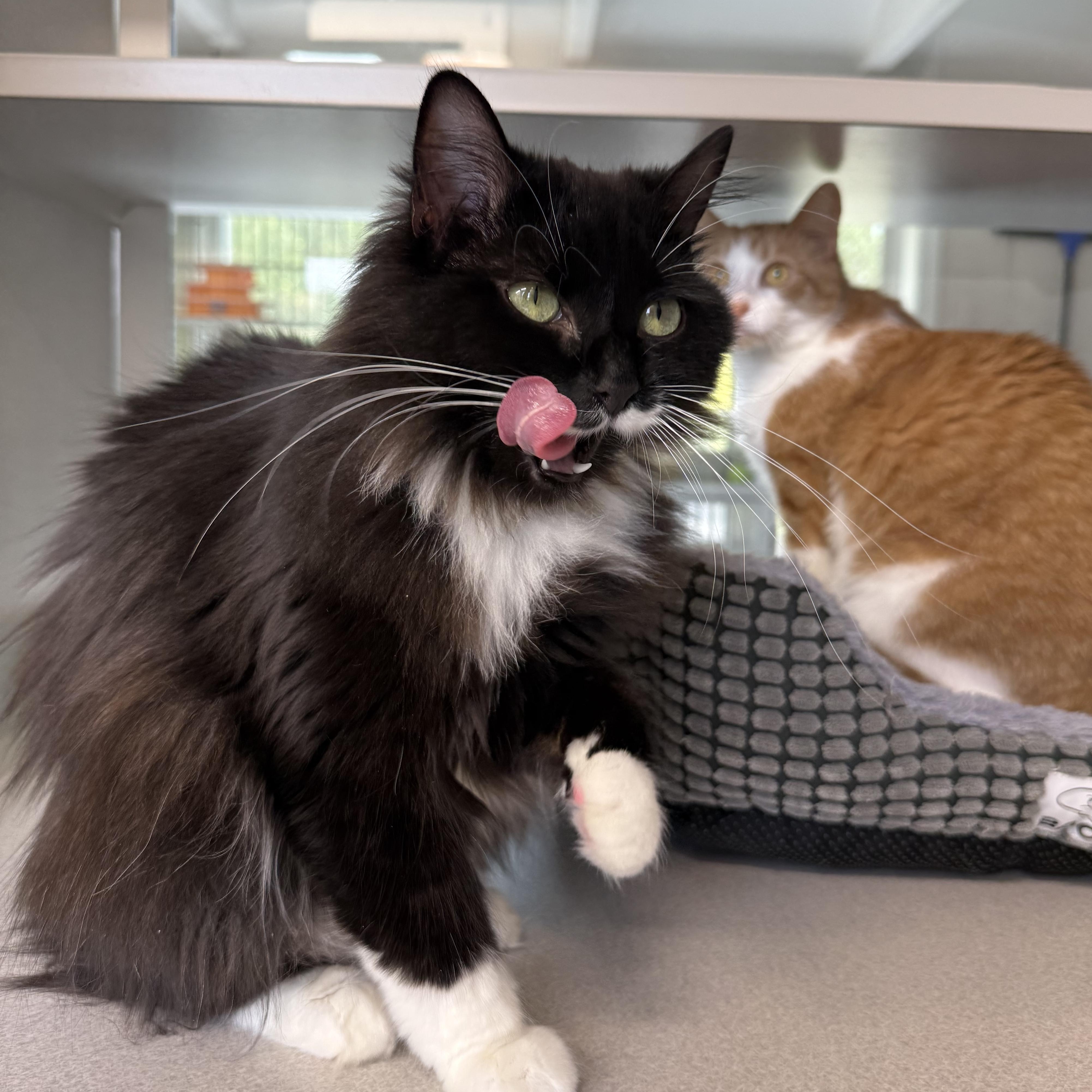 Boots & Ginger, an adopted mixed breed in West Milford, NJ image 5/6