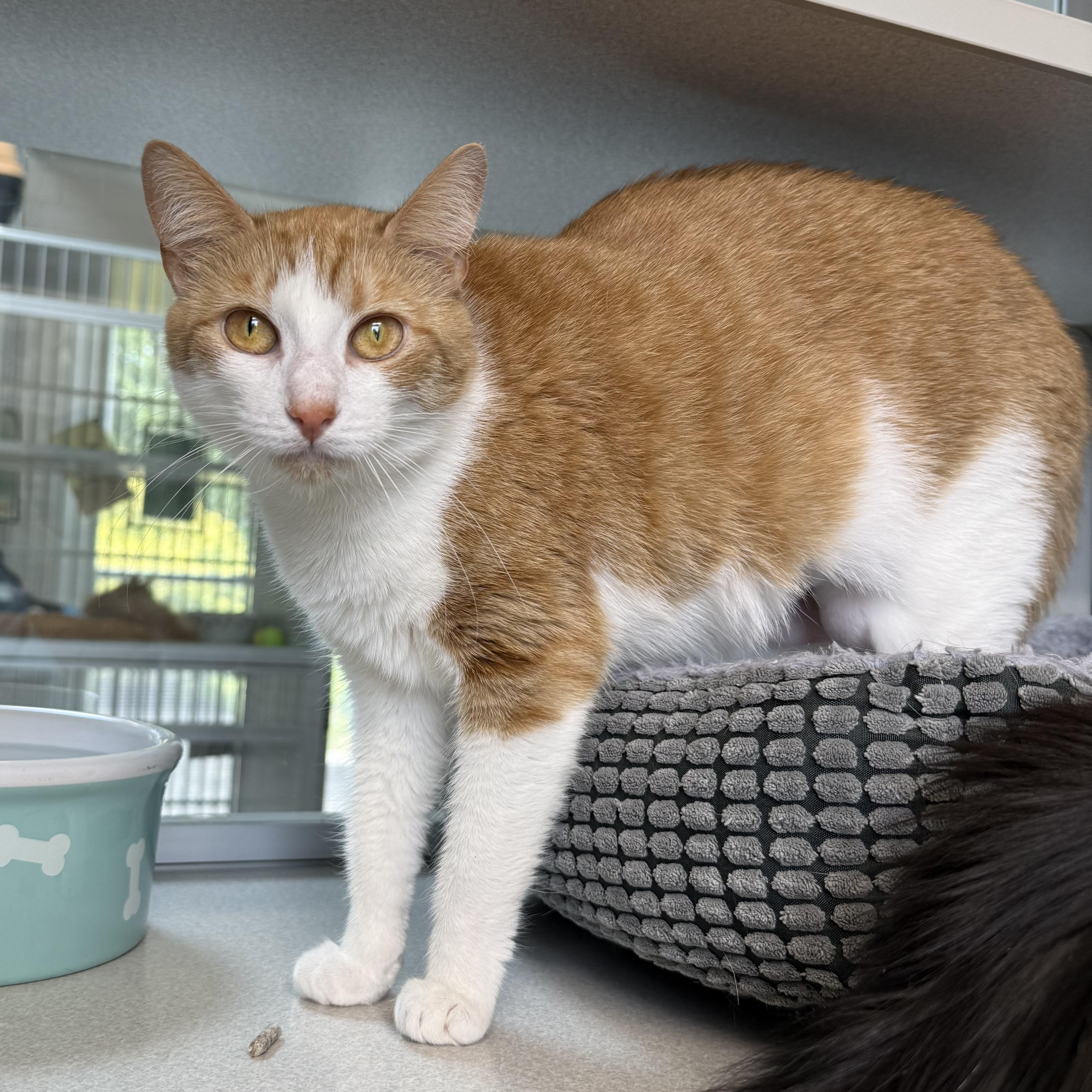 Boots & Ginger, an adopted mixed breed in West Milford, NJ image 3/6
