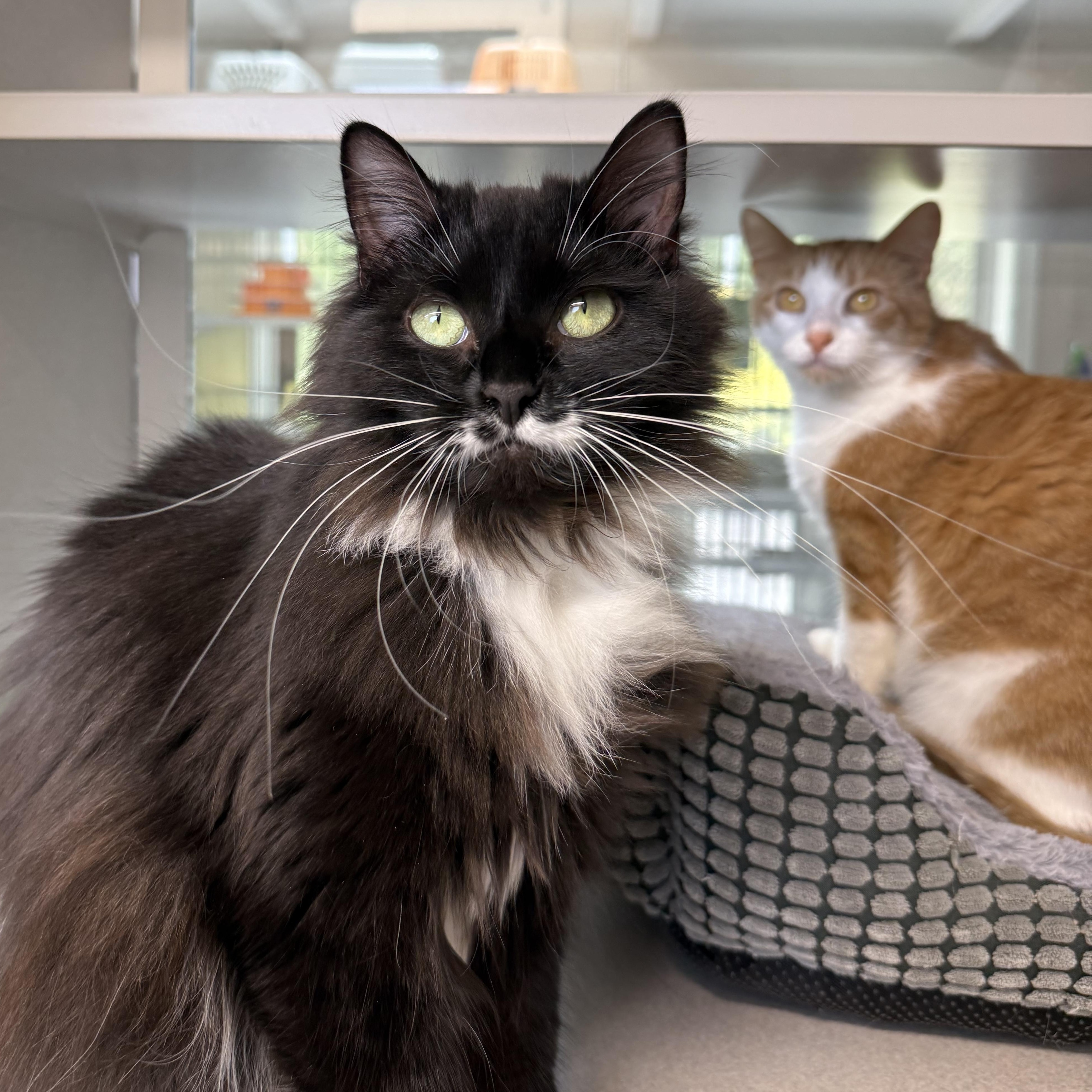 Boots & Ginger, adopted, Young Female Domestic Long Hair.