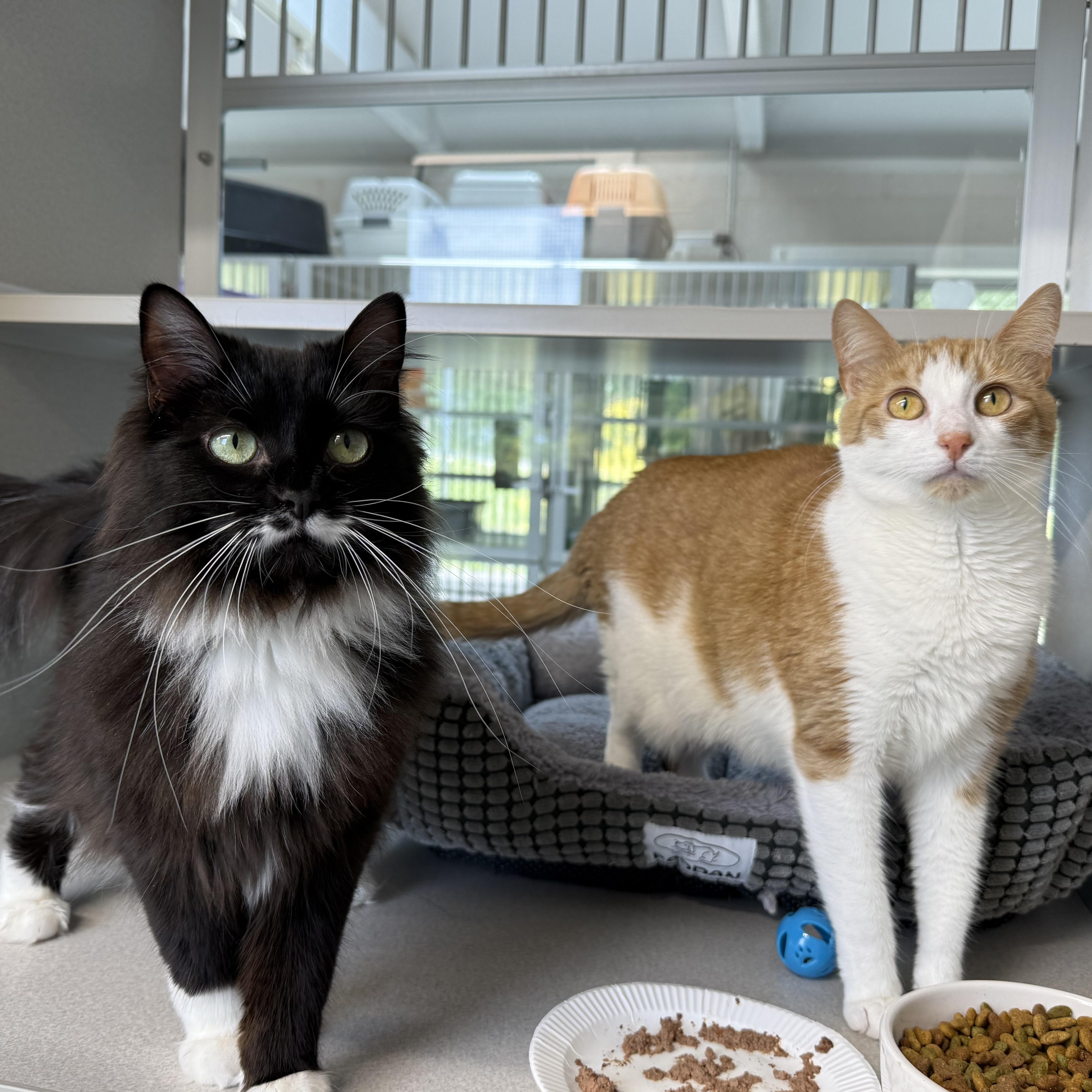 Boots & Ginger, an adopted mixed breed in West Milford, NJ image 2/6