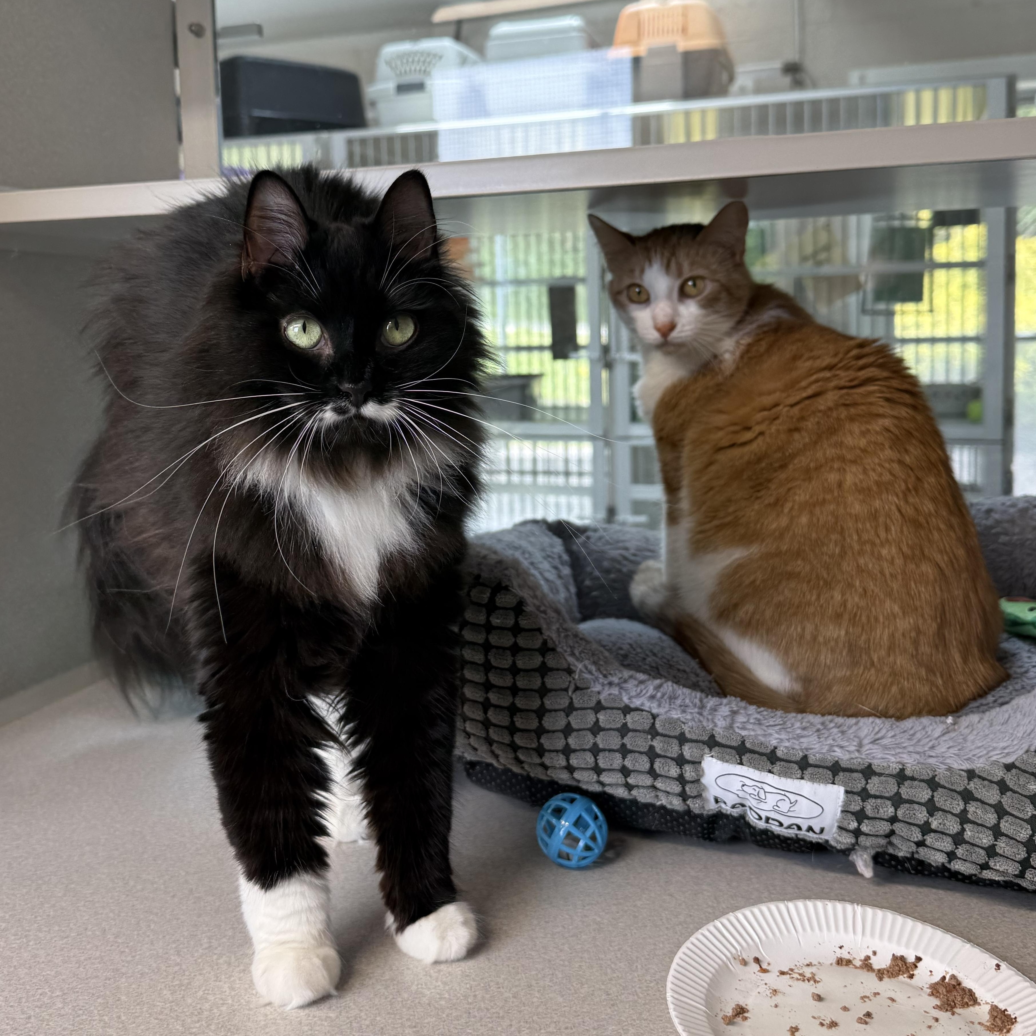 Boots & Ginger, an adopted mixed breed in West Milford, NJ image 6/6