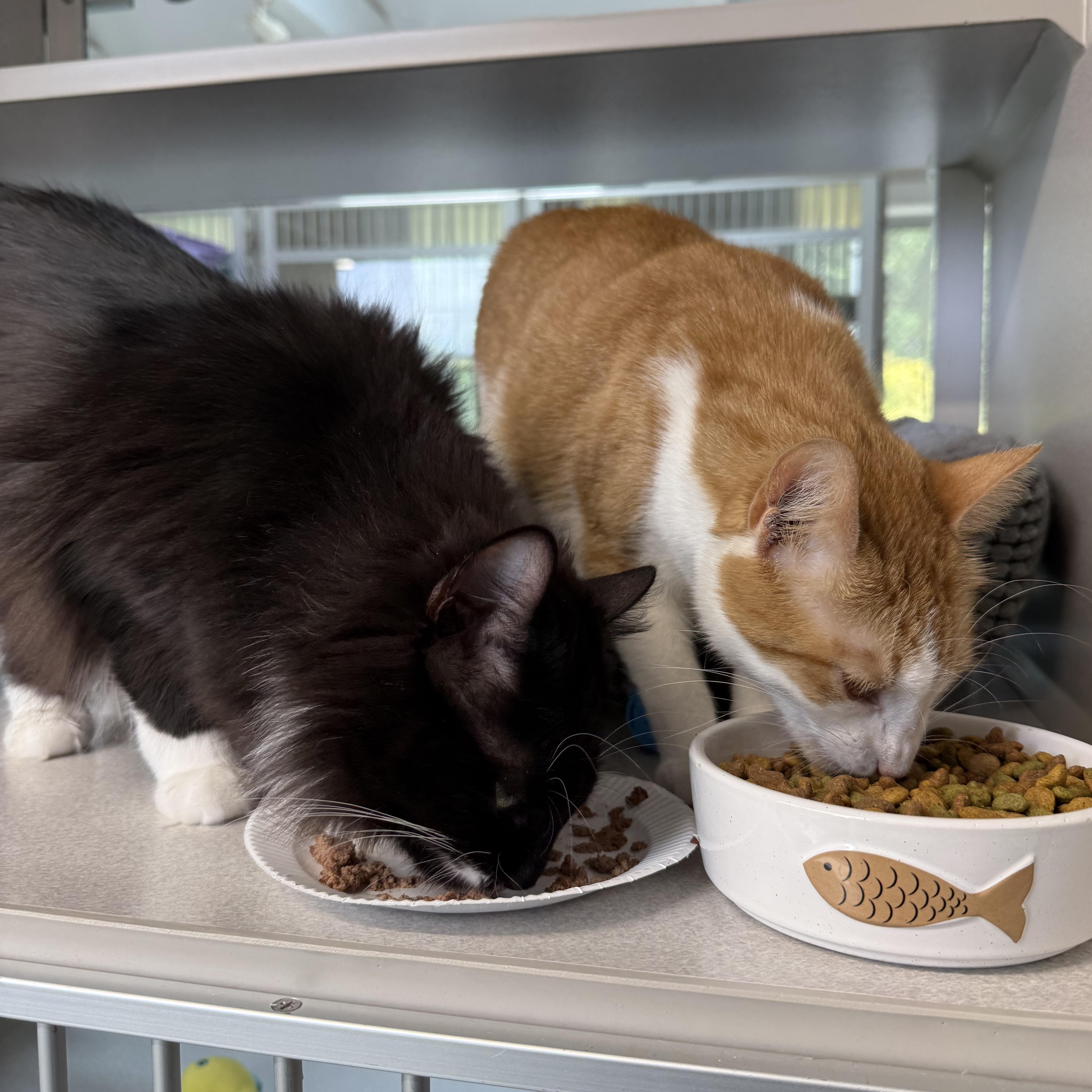 Boots & Ginger, an adopted mixed breed in West Milford, NJ image 4/6