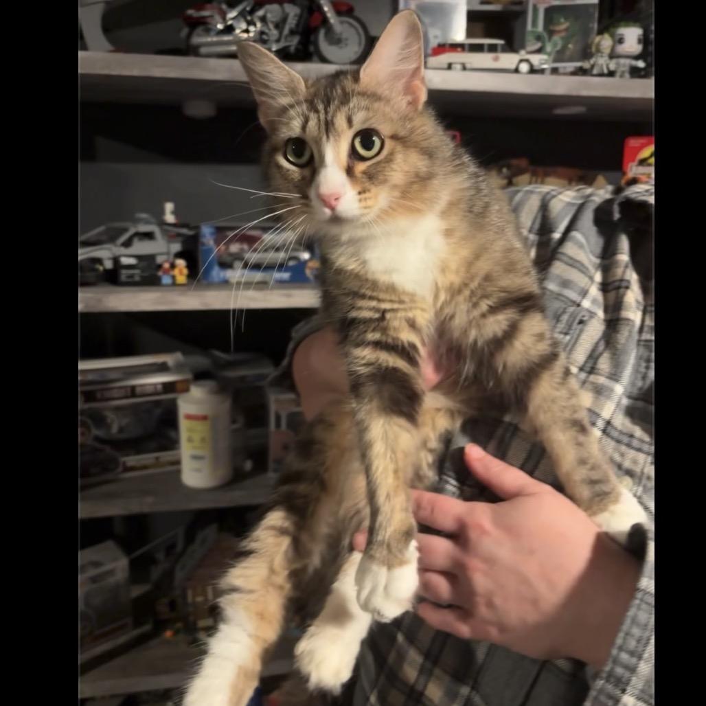 Enlarge Enya (Meowfoundland), a Adoptable Domestic Medium Hair in Clarksville, TN image 1/5