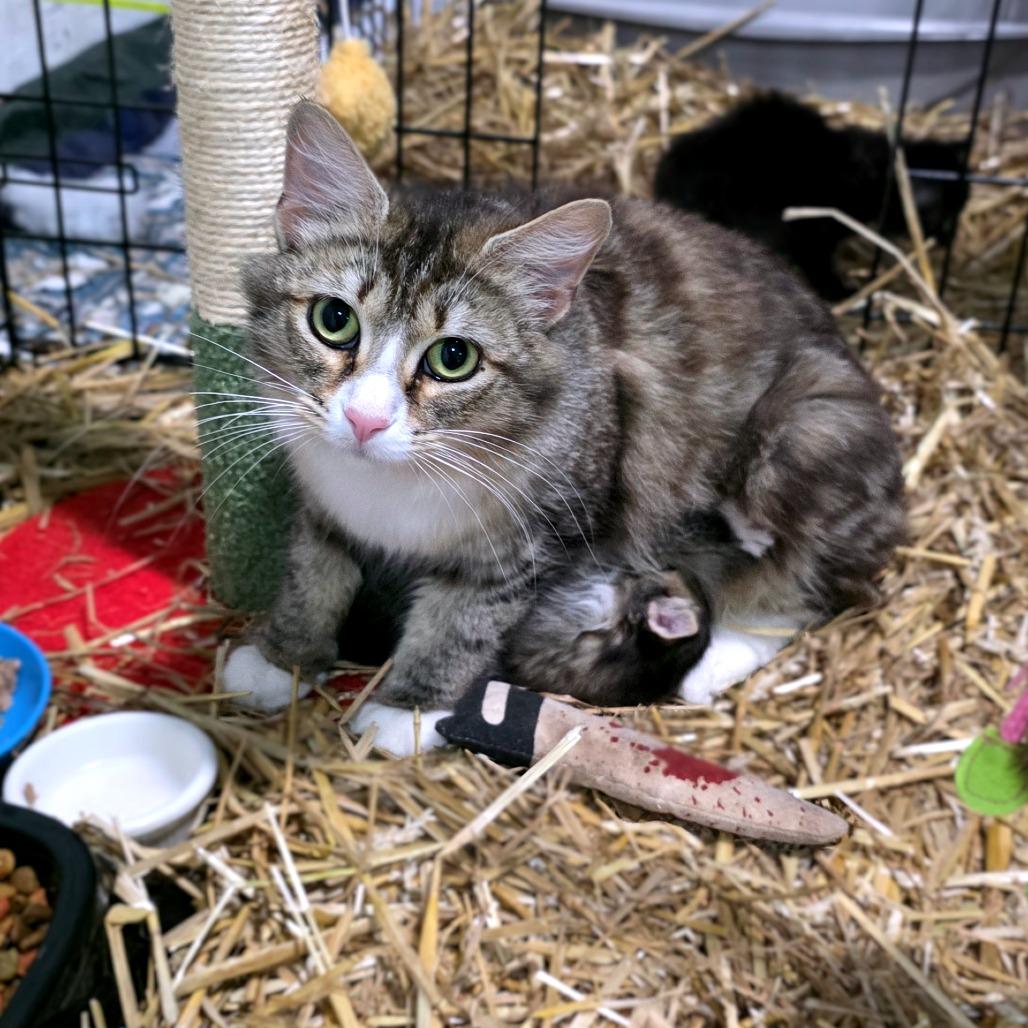 Enlarge Meowfoundland, a Adoptable Domestic Medium Hair in Clarksville, TN image 1/3