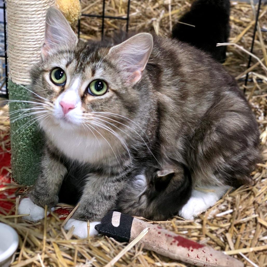 Enlarge Meowfoundland, a Adoptable Domestic Medium Hair in Clarksville, TN image 2/3