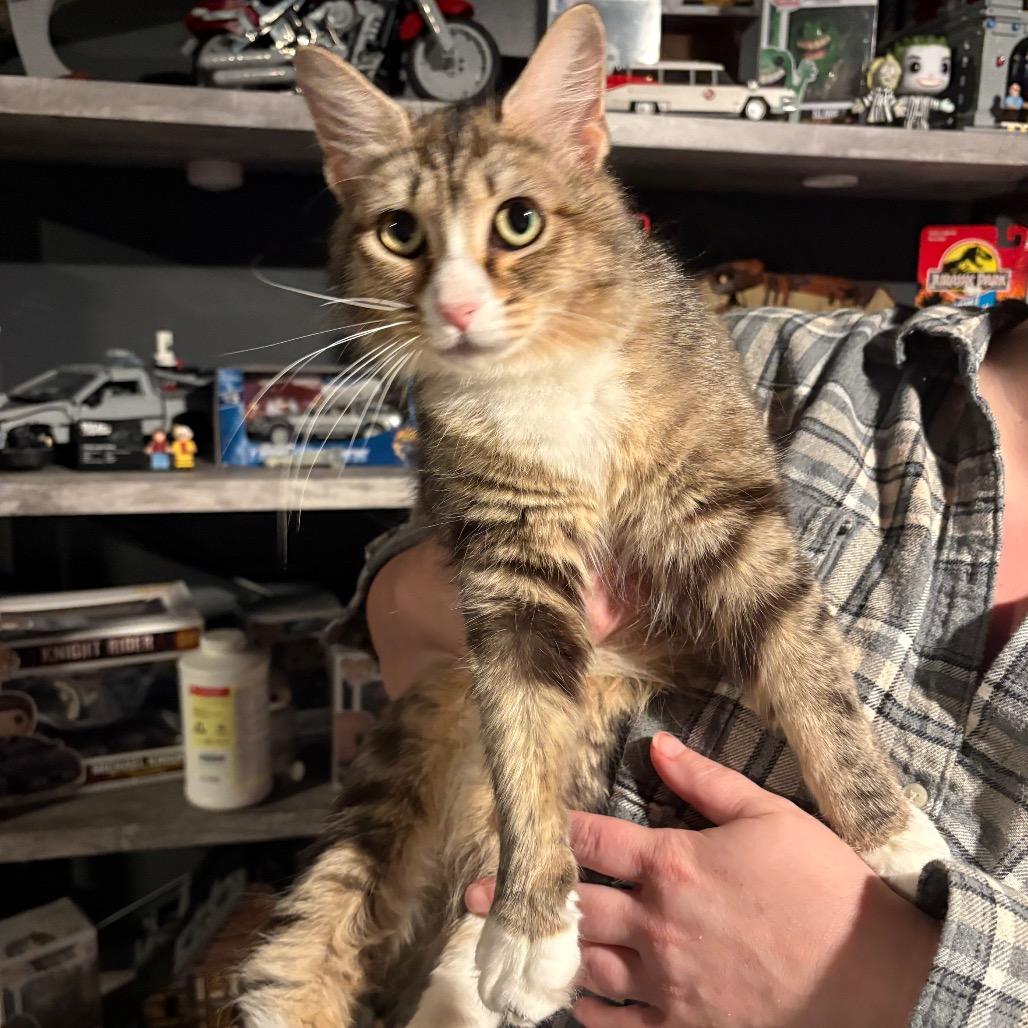 Enlarge Enya (Meowfoundland), a Adoptable Domestic Medium Hair in Clarksville, TN image 4/5