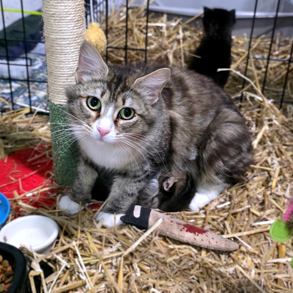 Enlarge Meowfoundland, a Adoptable Domestic Medium Hair in Clarksville, TN image 3/3
