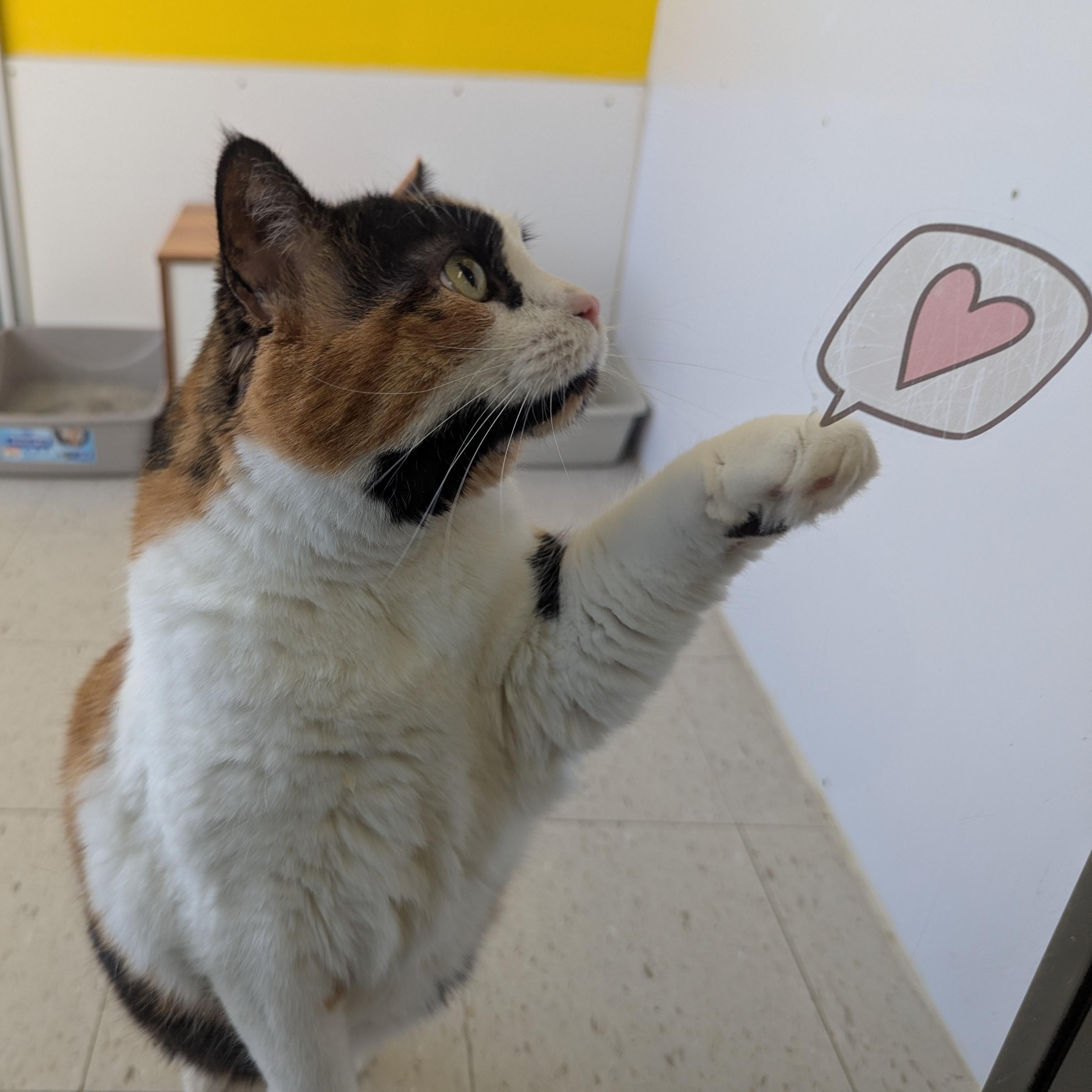 Glinda, an adopted Domestic Short Hair in Morden, MB image 1/3