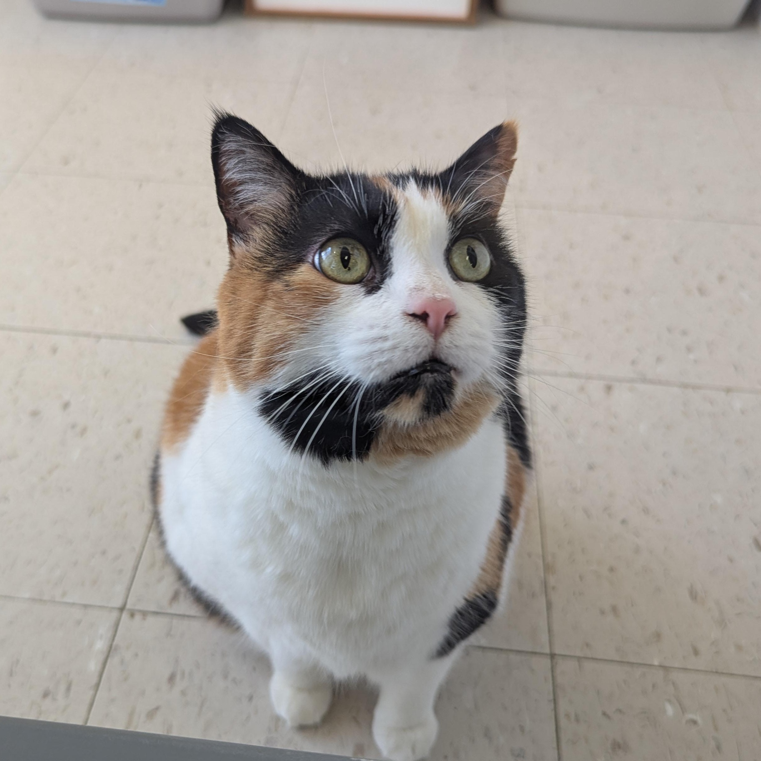 Glinda, an adopted Domestic Short Hair in Morden, MB image 2/3