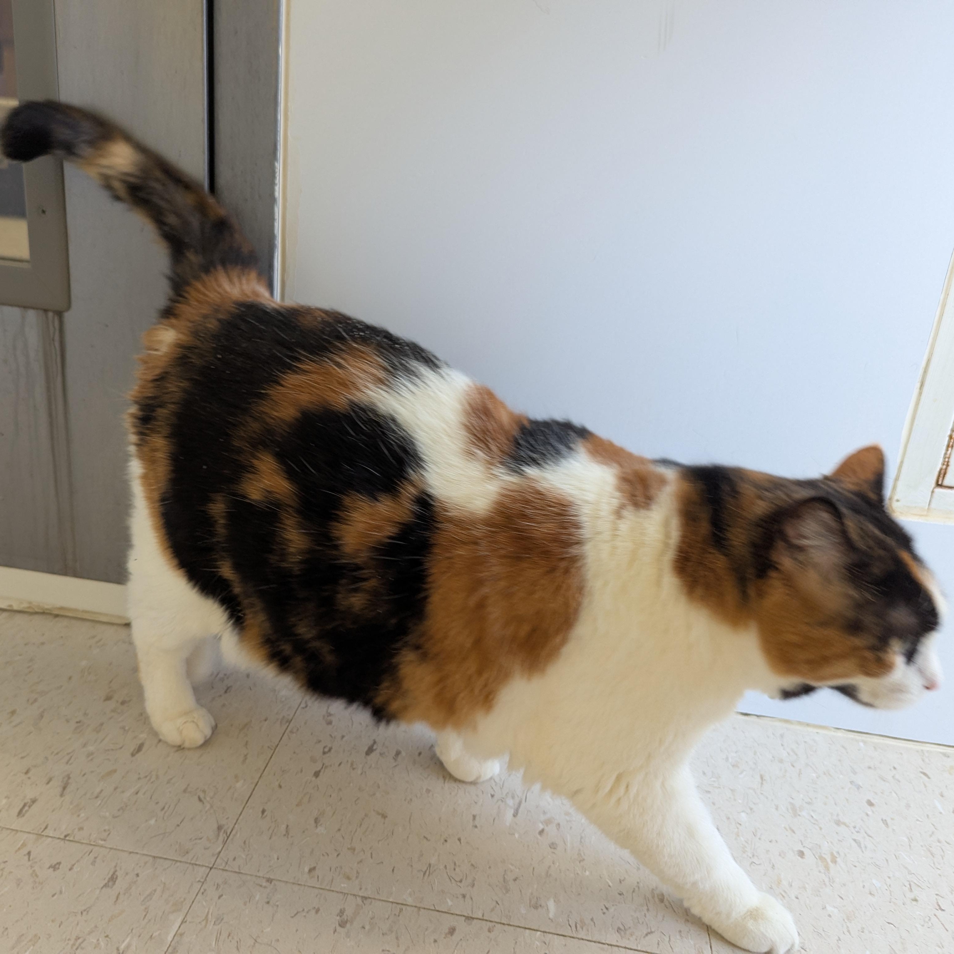 Glinda, an adopted Domestic Short Hair in Morden, MB image 3/3