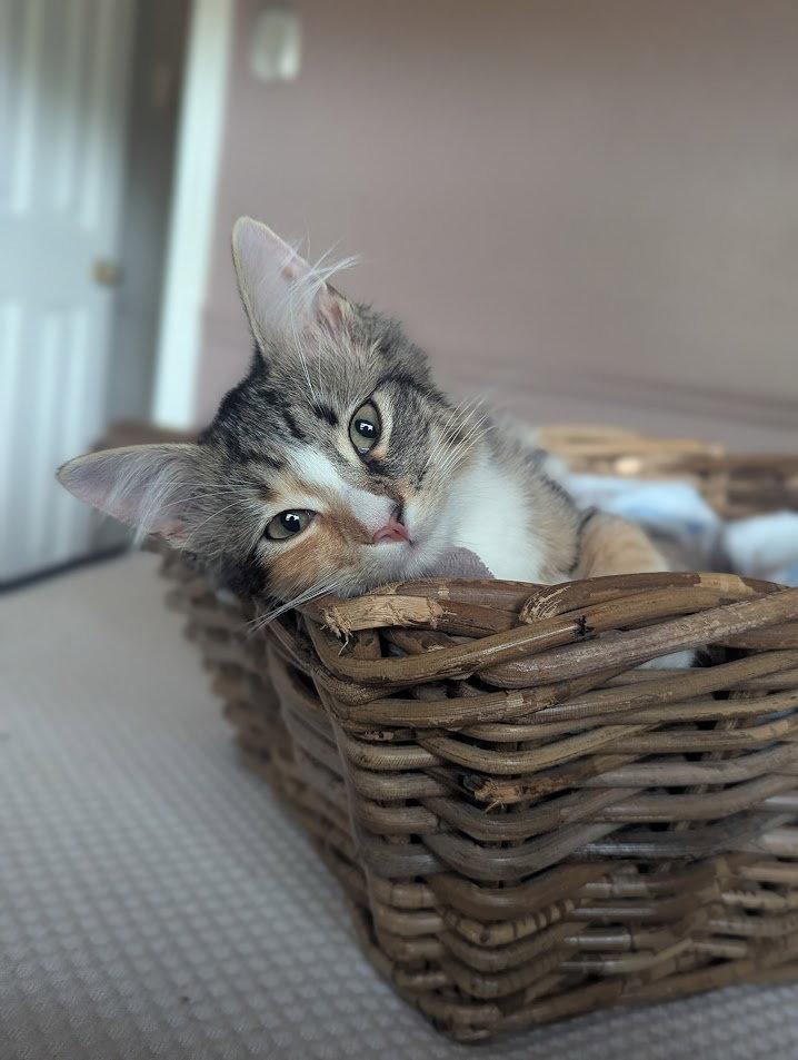 Alanis Meowisette, Adopted, Young Female Domestic Medium Hair.
