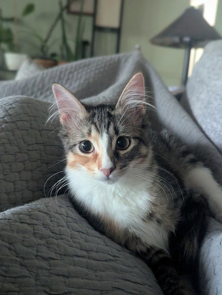 Enlarge Alanis Meowisette, a Adopted Domestic Medium Hair in Dripping Springs, TX image 2/3