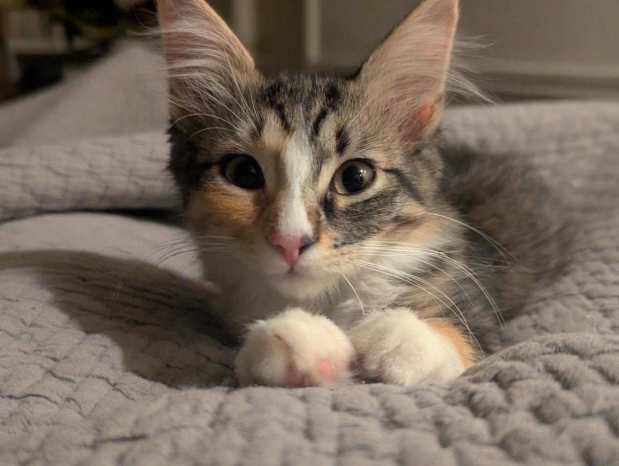Enlarge Alanis Meowisette, a Adopted Domestic Medium Hair in Dripping Springs, TX image 3/3