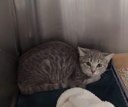 Enlarge Figgy Pudding 4, a Adoptable mixed breed in Fallston, MD image 1/1