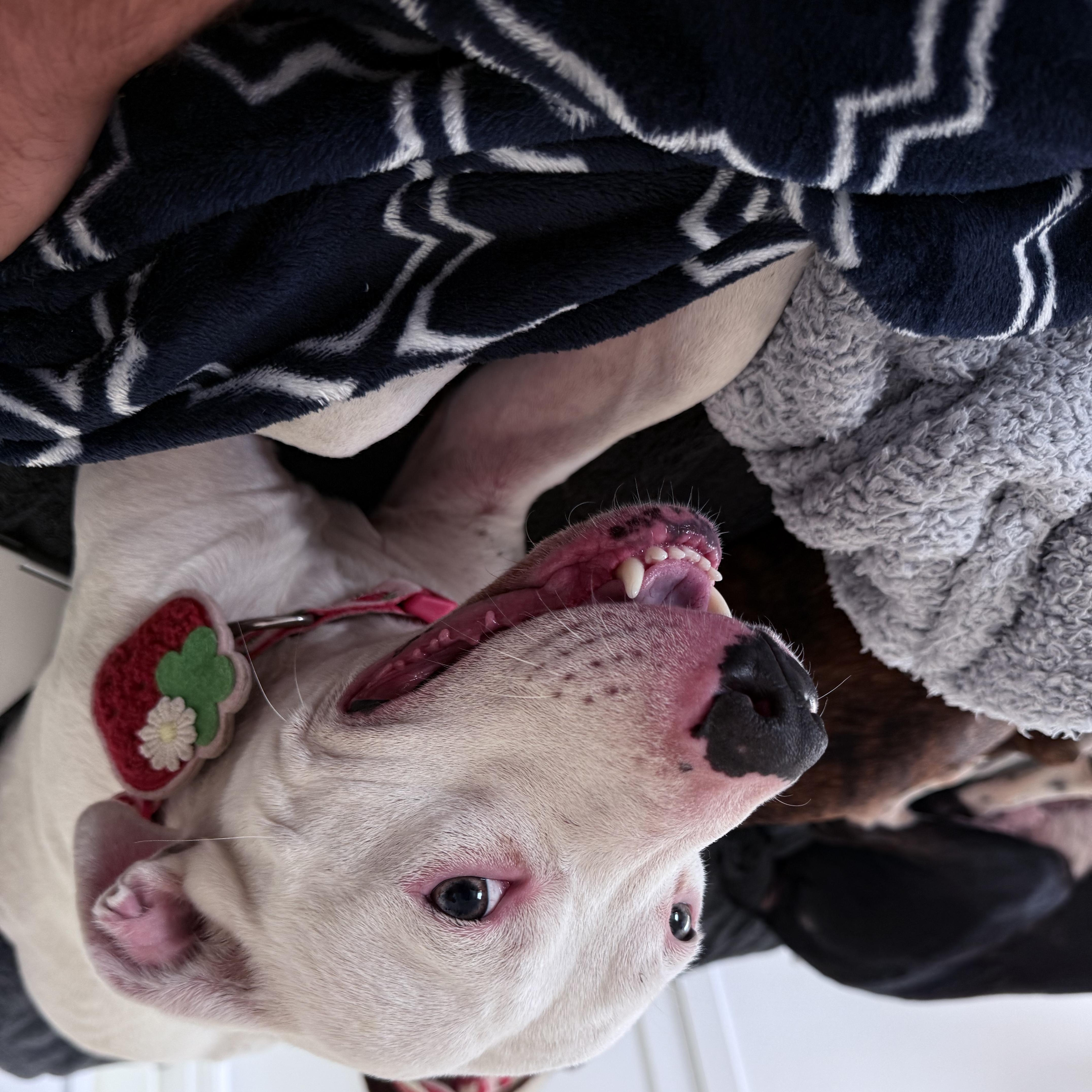 Enlarge Callie, a Adoptable Mixed Breed in Hudson, WI image 3/4