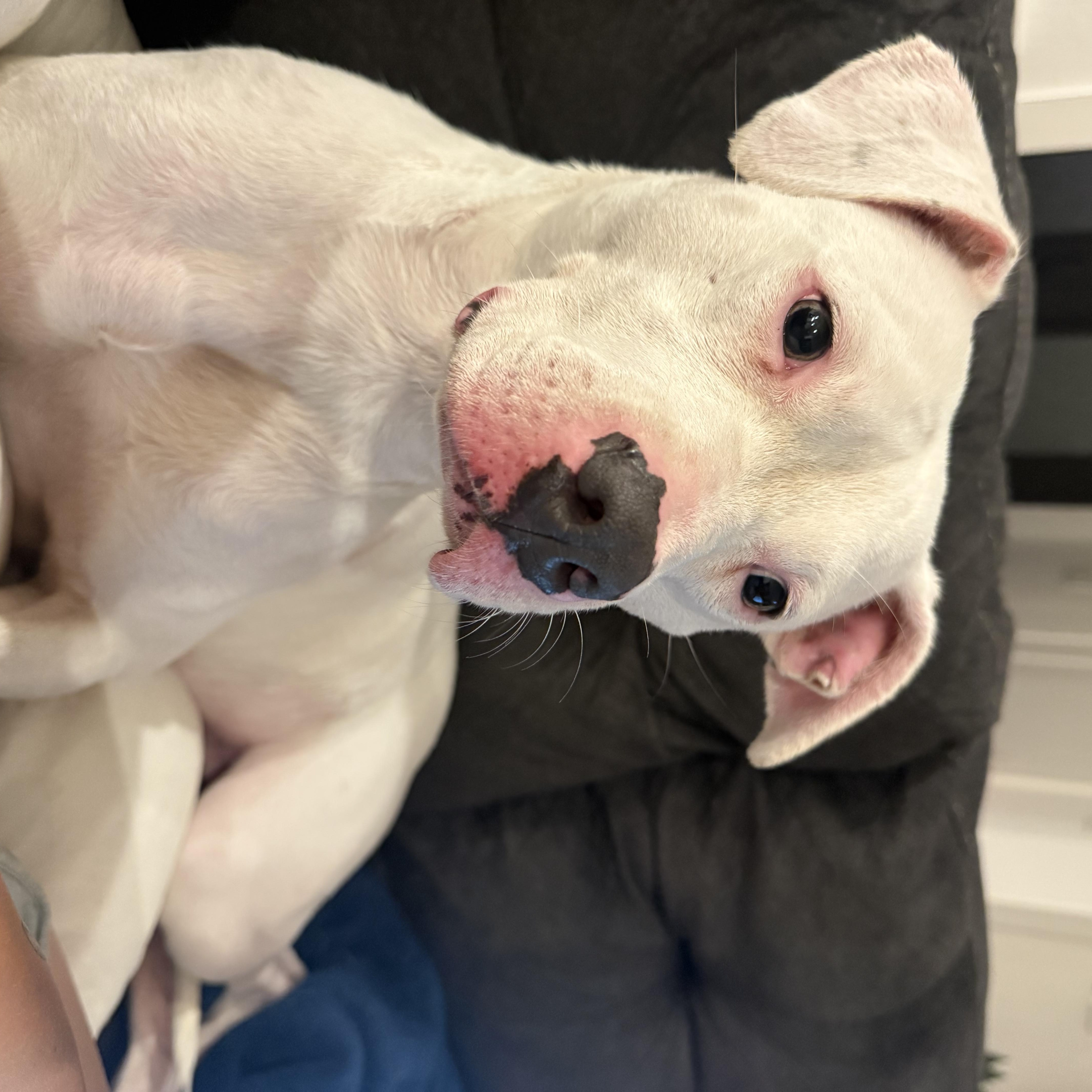 Enlarge Callie, a Adoptable Mixed Breed in Hudson, WI image 4/4