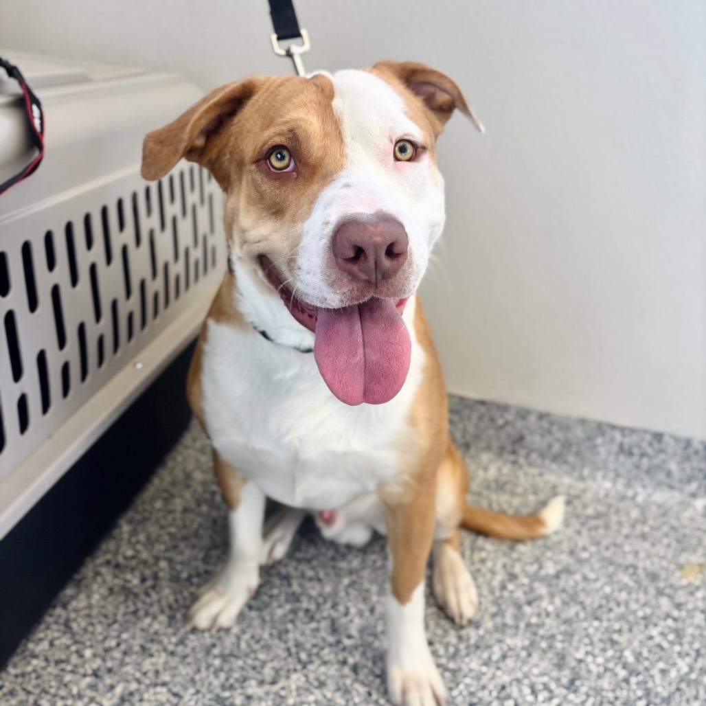 Enlarge Crush, a Adoptable mixed breed in Great Falls, MT image 2/2