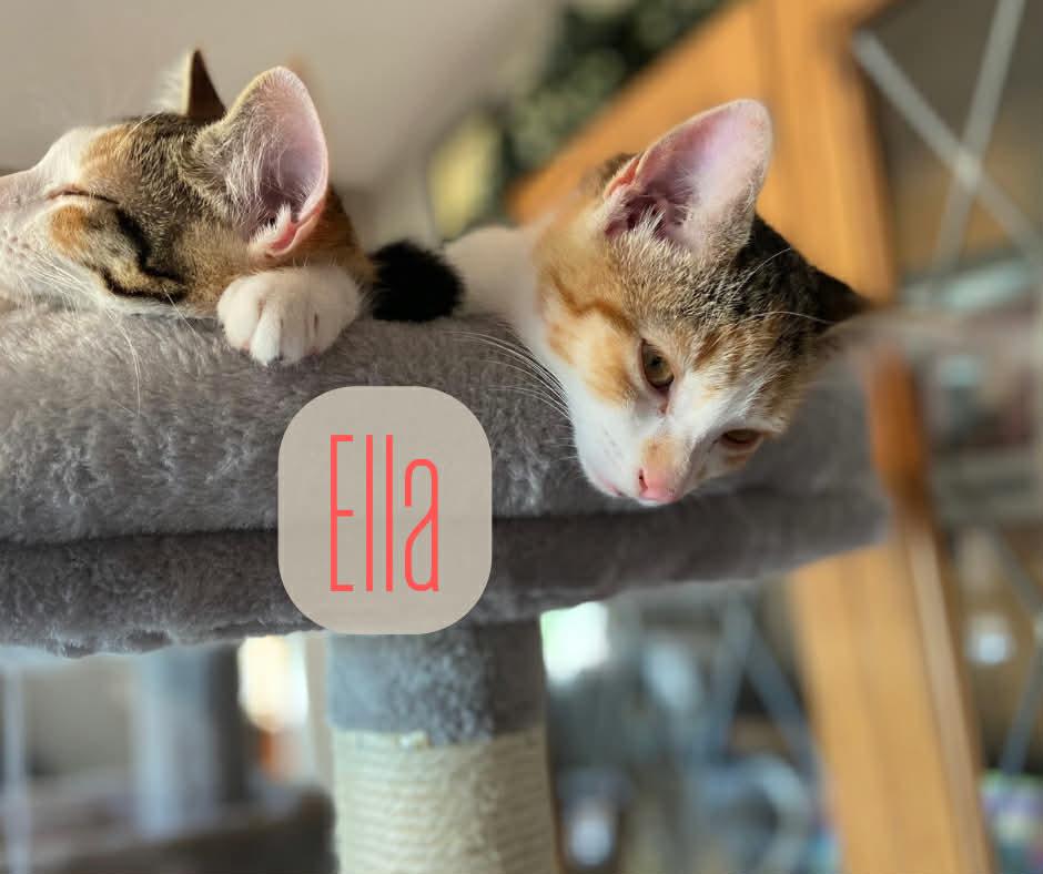 Enlarge Ella, an adopted Domestic Short Hair in Chatham, ON image 4/6