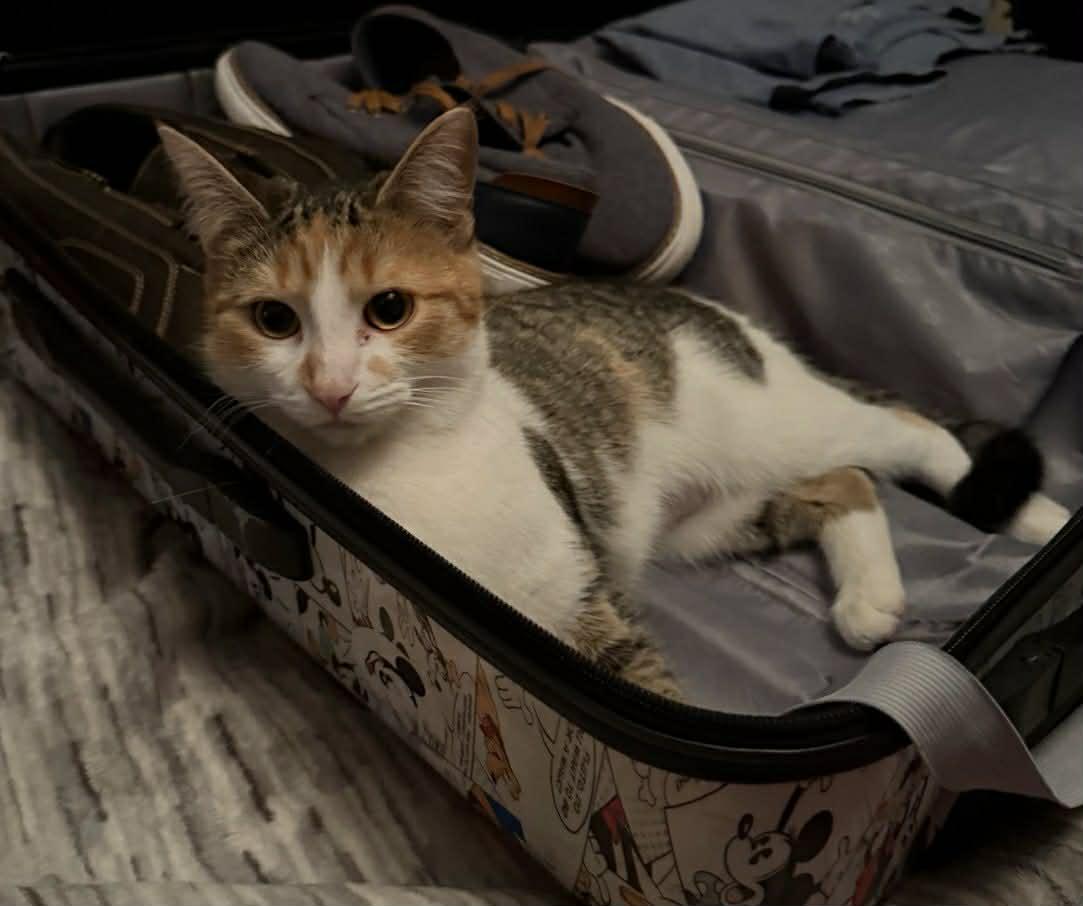 Enlarge Ella, an adopted Domestic Short Hair in Chatham, ON image 5/6