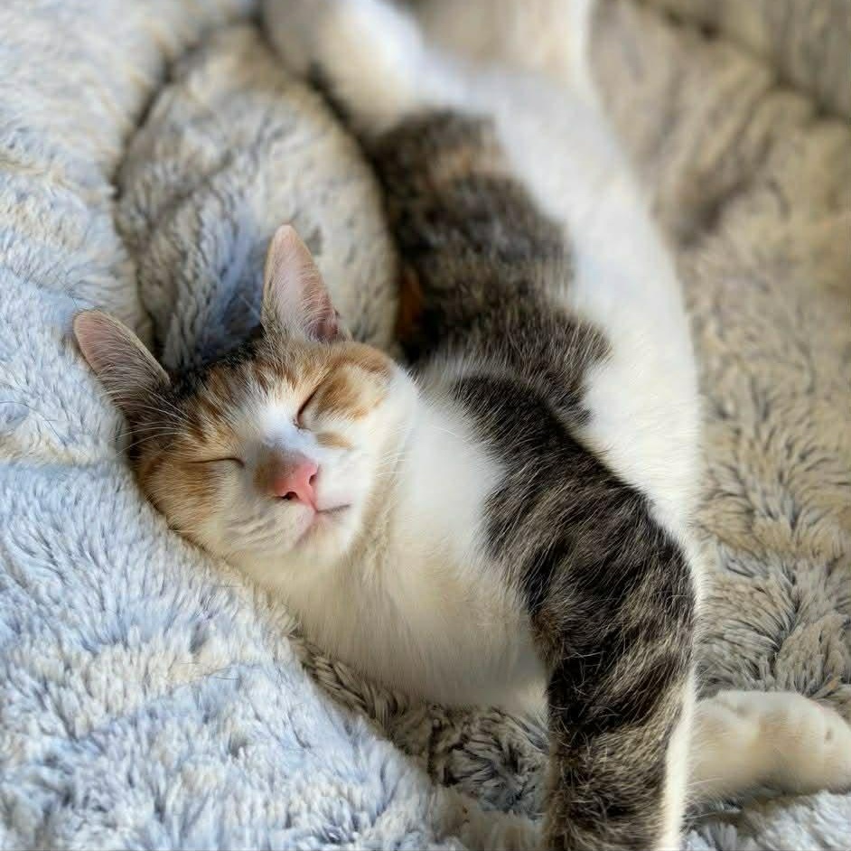 Enlarge Ella, an adopted Domestic Short Hair in Chatham, ON image 3/6