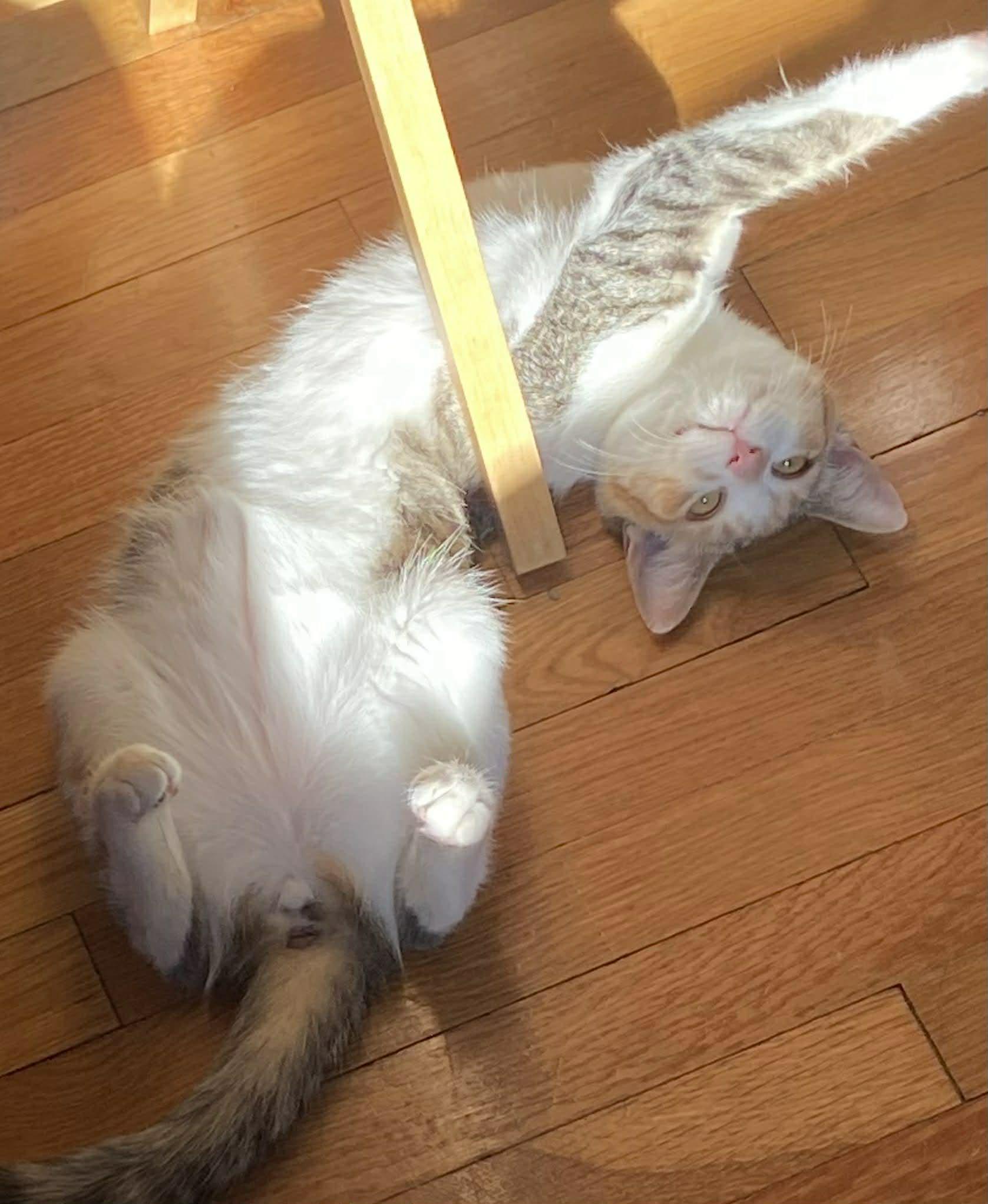 Enlarge Ella, an adopted Domestic Short Hair in Chatham, ON image 2/6