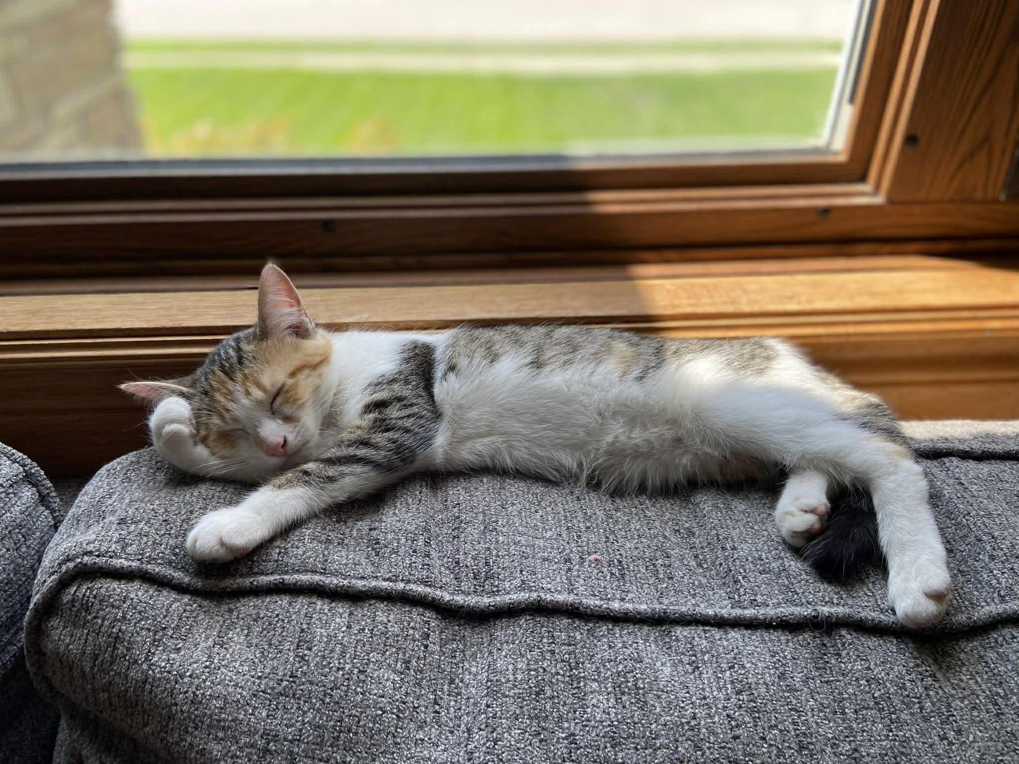 Ella, adopted, Kitten Female Domestic Short Hair.