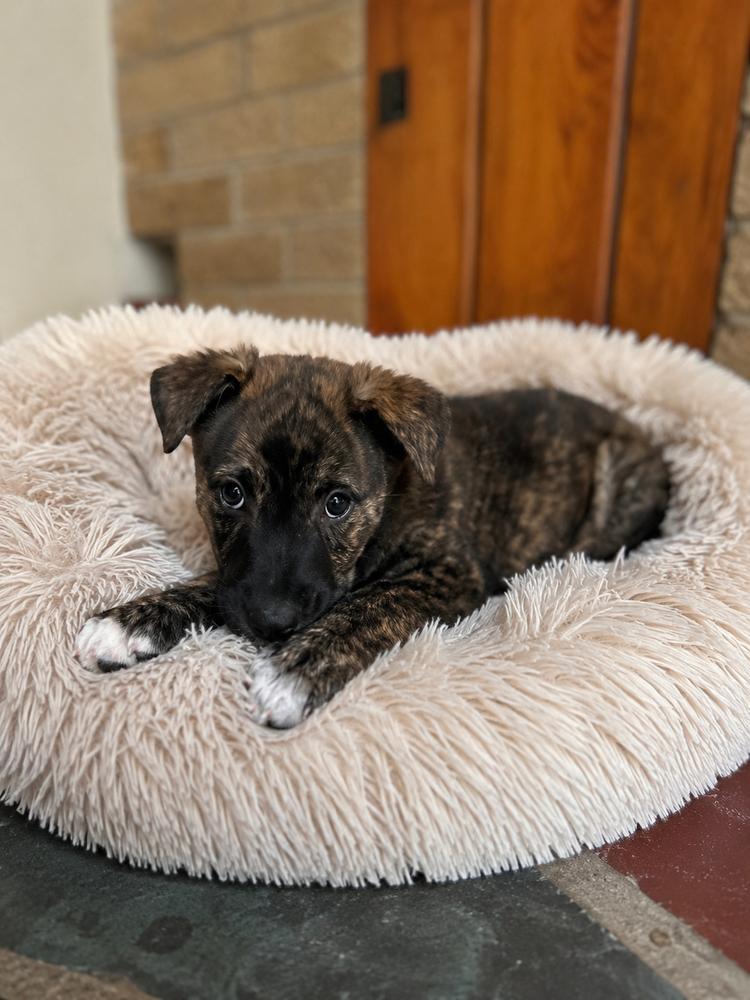 Hunter, a Adoptable mixed breed in Jefferson Hills, PA image 1/2