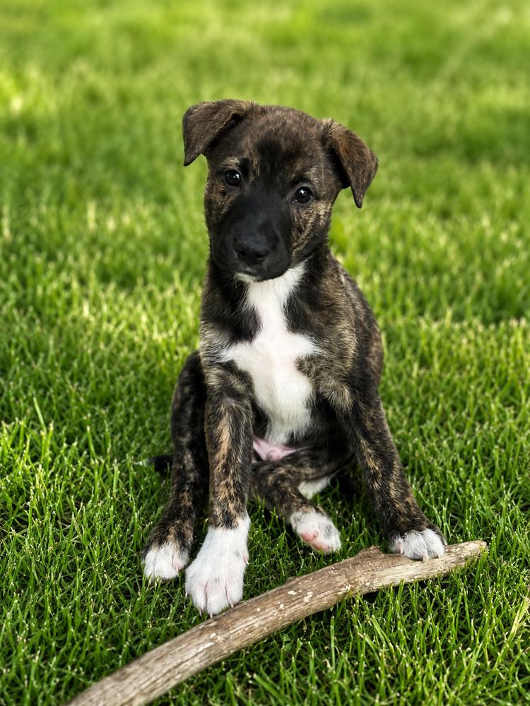 Hunter, a Adoptable mixed breed in Jefferson Hills, PA image 2/2