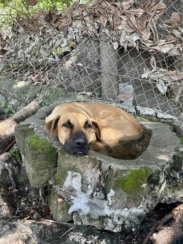 Enlarge Aquarius, a Adoptable mixed breed in Portland, OR image 2/6