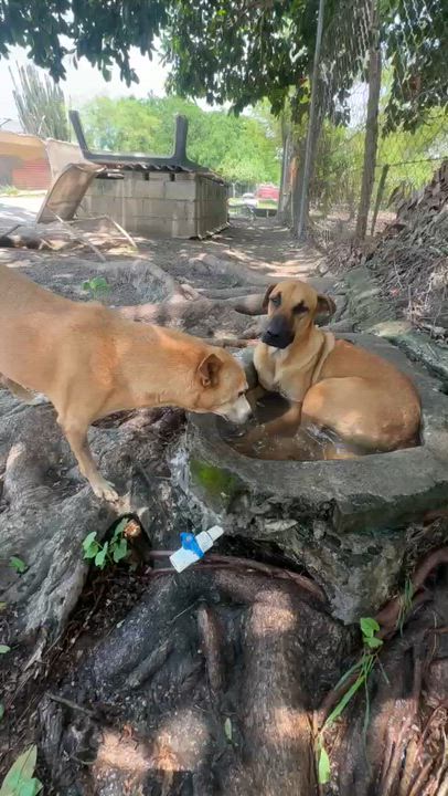 Enlarge Aquarius, a Adoptable mixed breed in Portland, OR video 3/6