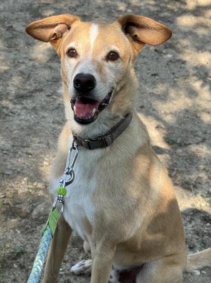 Beauregard, Adoptable, Senior Male Labrador Retriever & Mixed Breed.