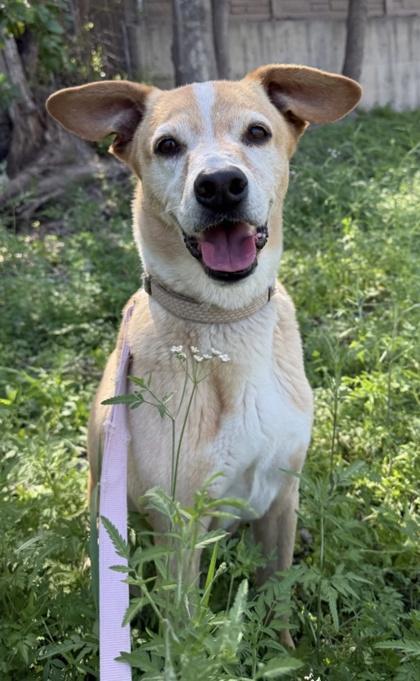 Enlarge Beauregard, a Adoptable mixed breed in San Antonio, TX image 1/3