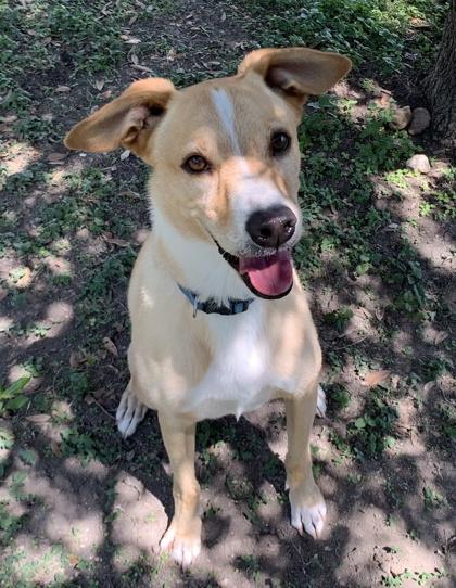 Beauregard, Adoptable, Senior Male Labrador Retriever & Mixed Breed.