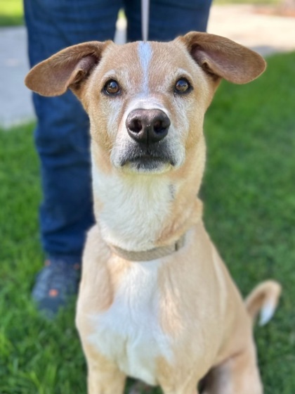 Beauregard, Senior Male unknown