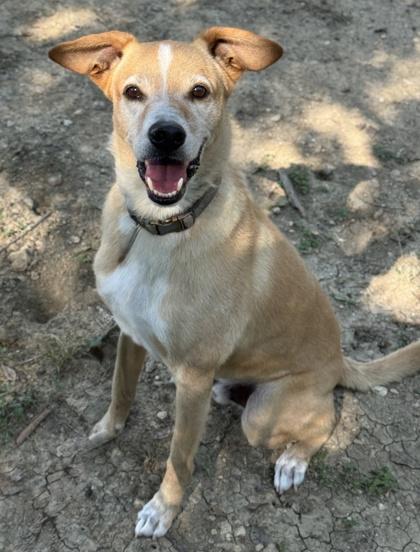 Enlarge Beauregard, a Adoptable mixed breed in San Antonio, TX image 3/3