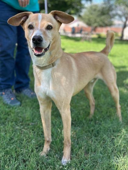 Beauregard, Adoptable, Senior Male Labrador Retriever & Mixed Breed.