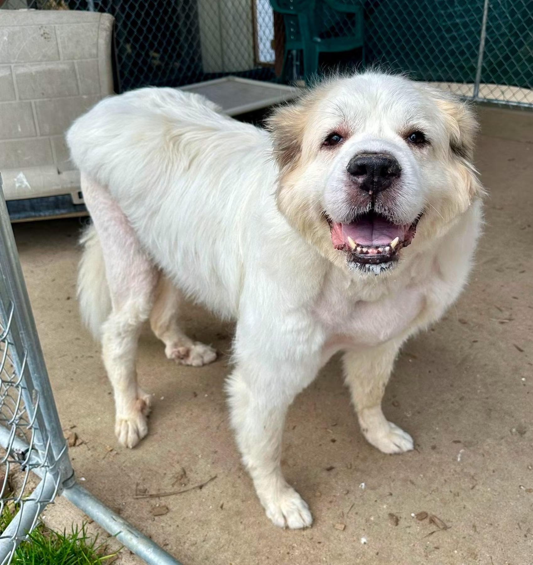 Lilly, a ADOPTABLE Great Pyrenees in Pacific, MO image 3/4