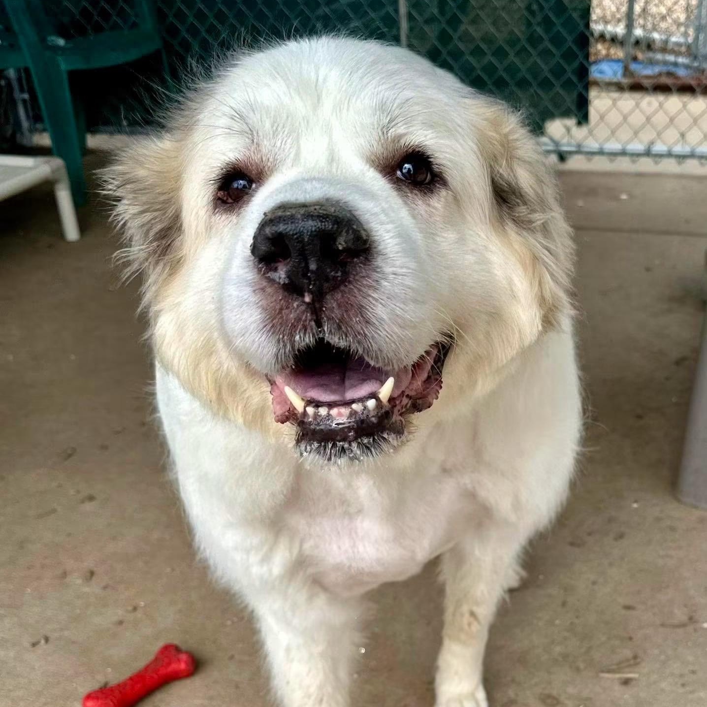 Lilly, a ADOPTABLE Great Pyrenees in Pacific, MO image 1/4