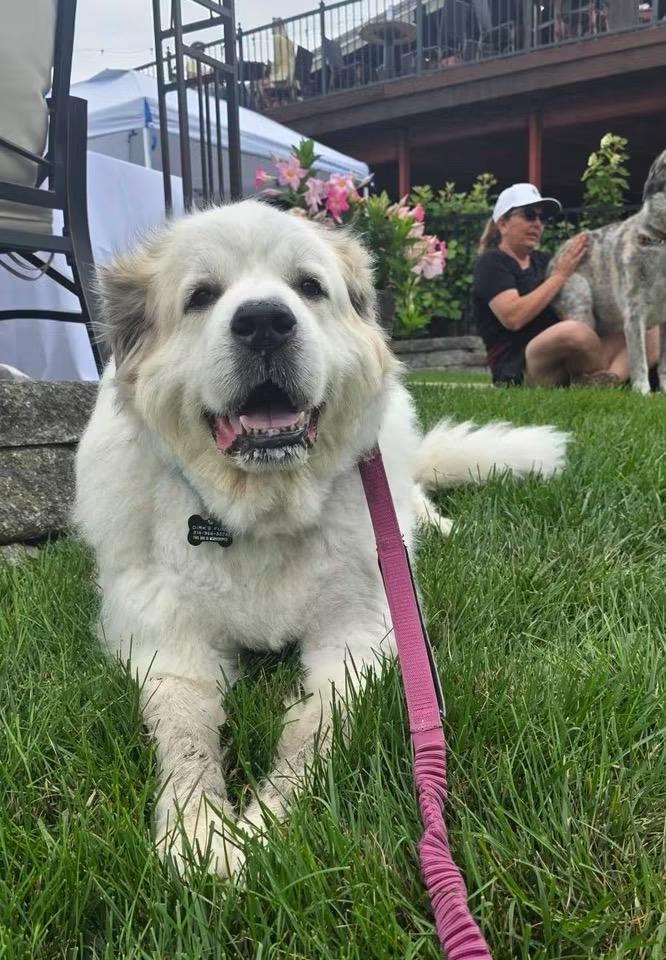 Lilly, a ADOPTABLE Great Pyrenees in Pacific, MO image 2/4