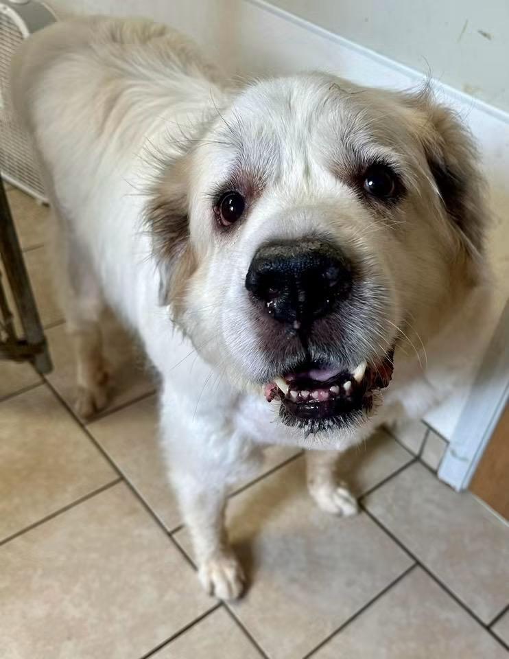 Lilly, a ADOPTABLE Great Pyrenees in Pacific, MO image 4/4