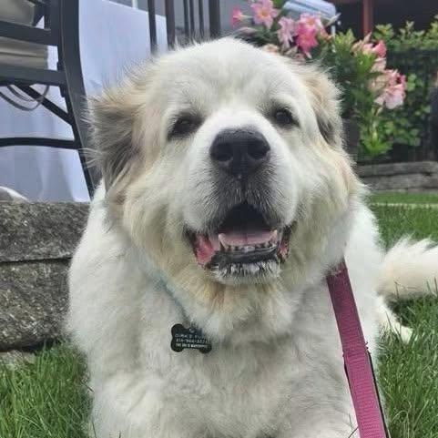 Enlarge Lilly, a ADOPTABLE Great Pyrenees in Pacific, MO image 1/3