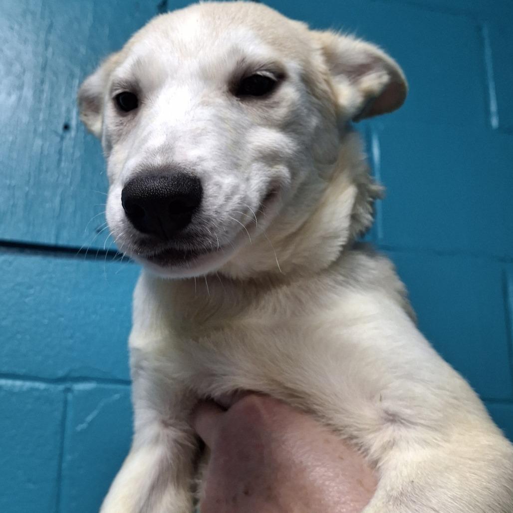 Candy 2025, Adoptable, Young Female Husky & Mixed Breed.