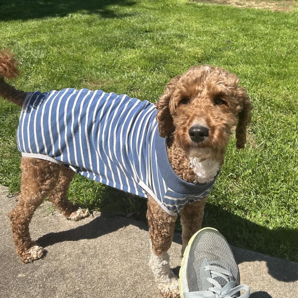 Shaggy, Adoptable, Adult Female Miniature Poodle & Golden Retriever.