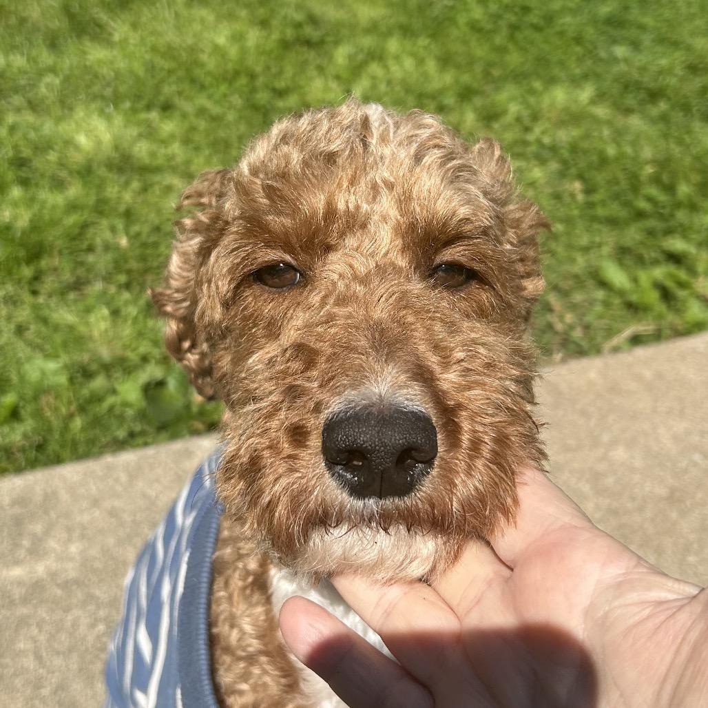 Enlarge Shaggy, a Adoptable mixed breed in Sinking Spring, PA image 3/6
