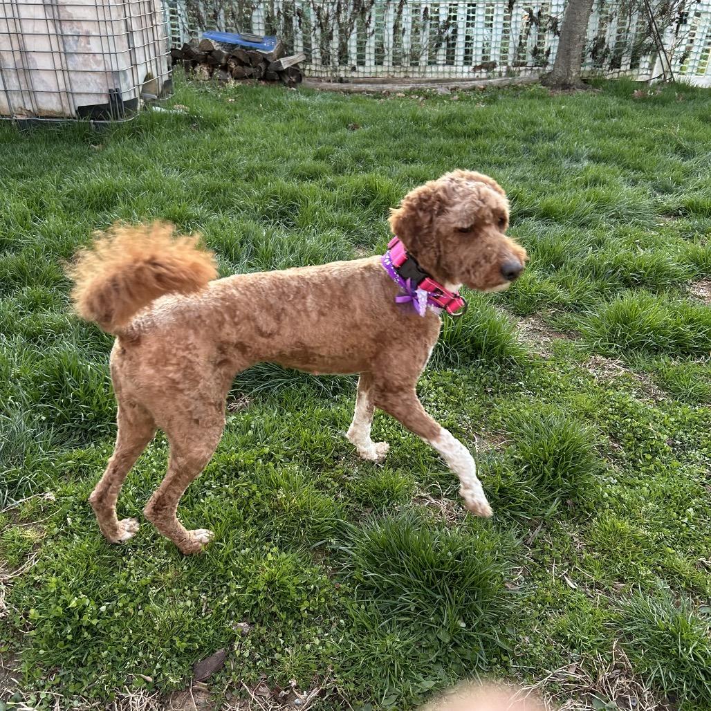 Enlarge Shaggy, a Adoptable mixed breed in Sinking Spring, PA image 4/6