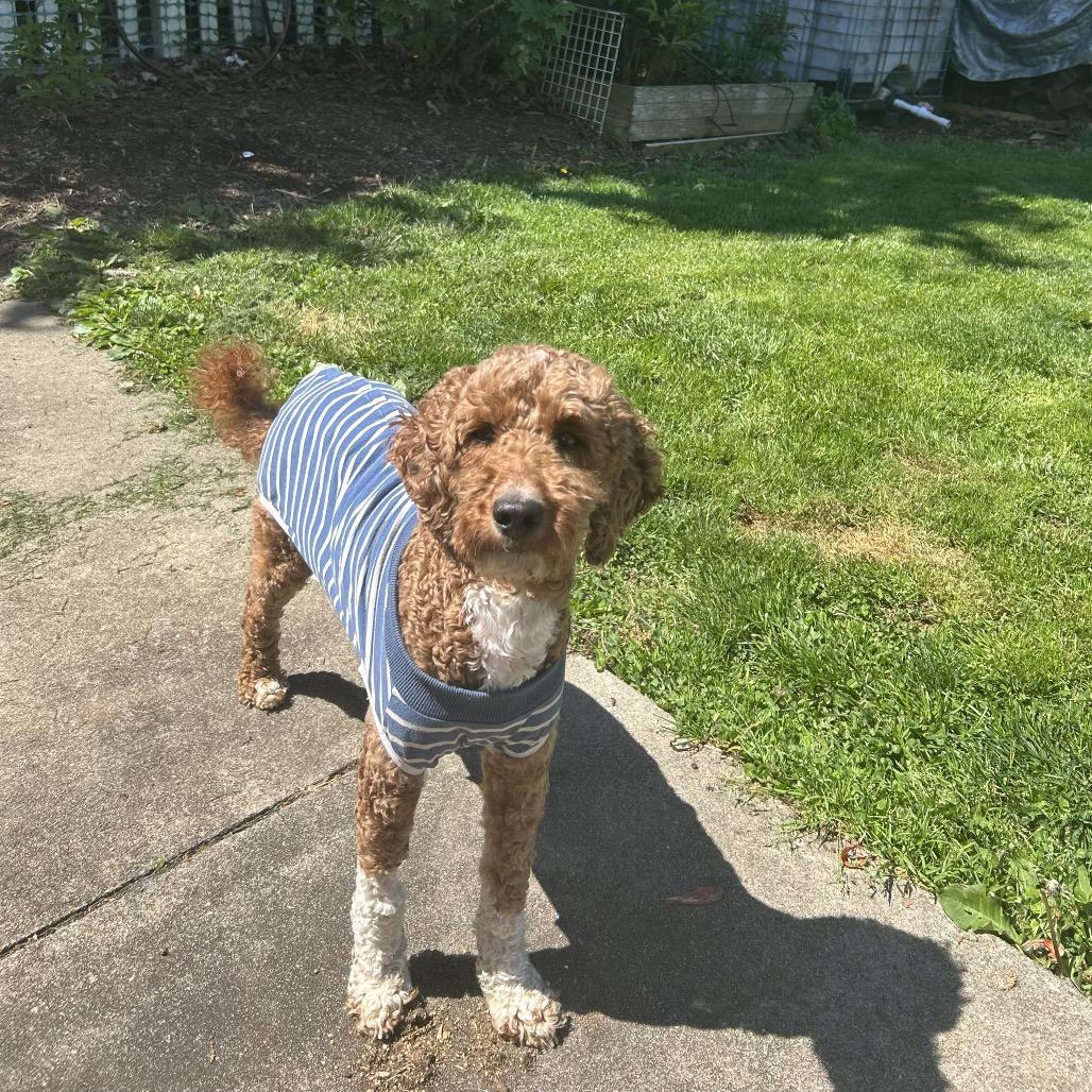 Enlarge Shaggy, a Adoptable mixed breed in Sinking Spring, PA image 5/6