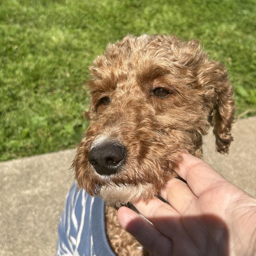 Enlarge Shaggy, a Adoptable mixed breed in Sinking Spring, PA image 6/6