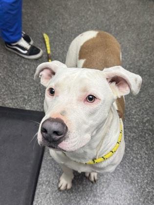 Mo Junior, Adoptable, Puppy Male American Bulldog & Mixed Breed.