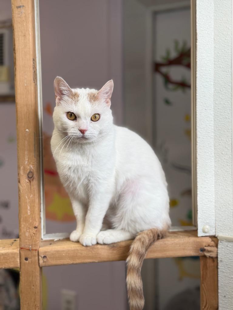 Opal, Adoptable, Adult Female Domestic Short Hair.