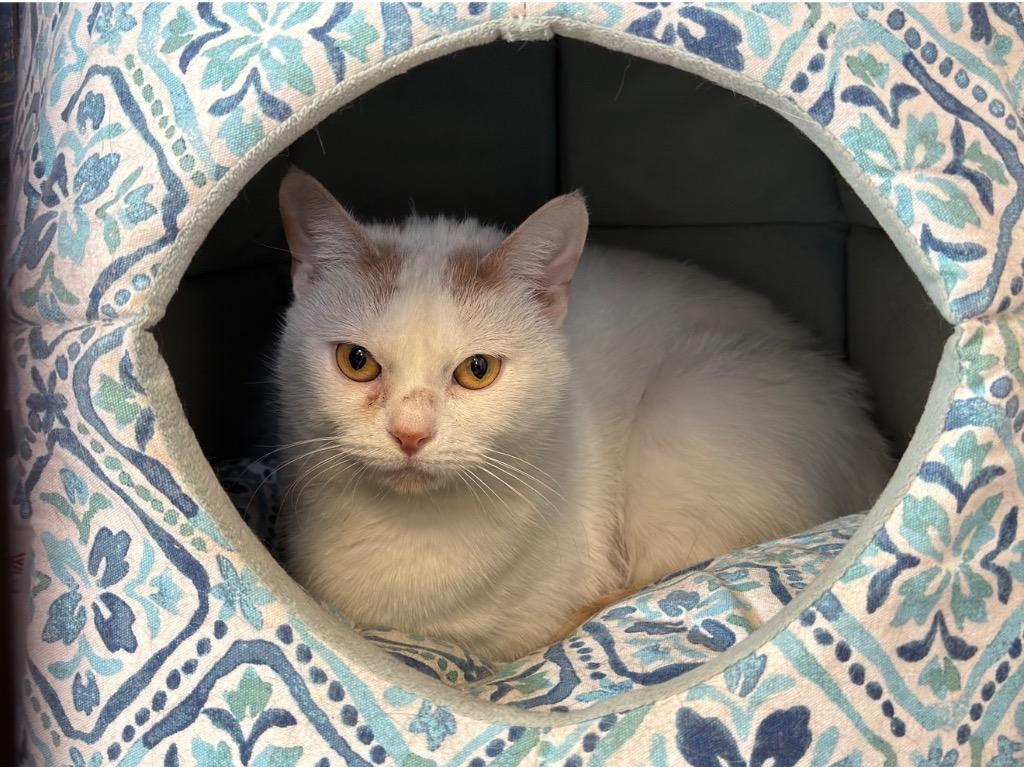 Enlarge Opal, a Adoptable mixed breed in Peru, NY image 1/1